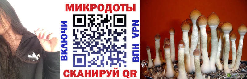 Псилоцибиновые грибы Psilocybine cubensis  Дудинка 